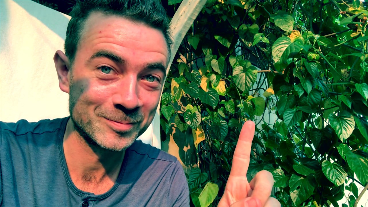 how-to-make-a-cup-of-tea-like-a-pro-youtube