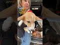 Хвостаті Друзі 🐾