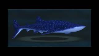 Whale Shark From Ultimate Shark Simulator screenshot 4