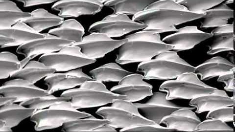 Bioimetics   Documentary on the Motion Technology of the Natural World