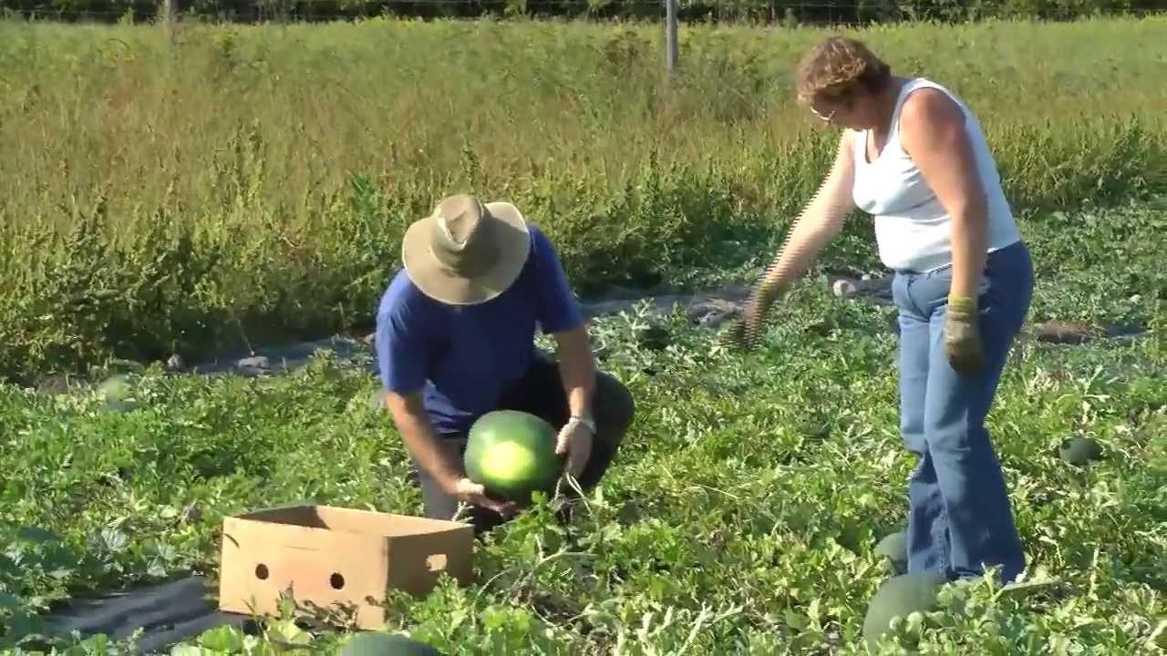community supported agriculture dallas RL9 CSA