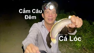 Cắm Câu | Tập 12 | Cắm Câu Đêm Dính Cá Lóc Va Cá Trê Đồng To