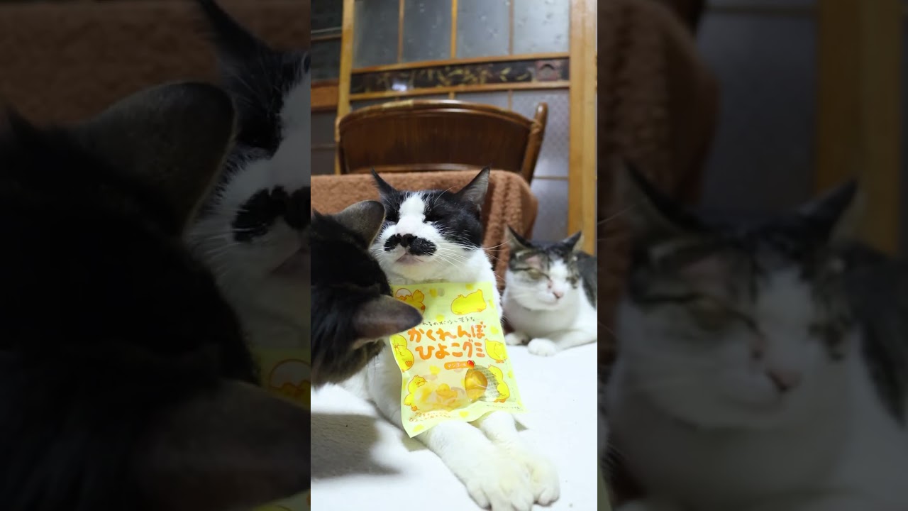 かくれんぼひよこグミ 260124 #のせ猫 #グミ #cat #cute #kitty #ねこ