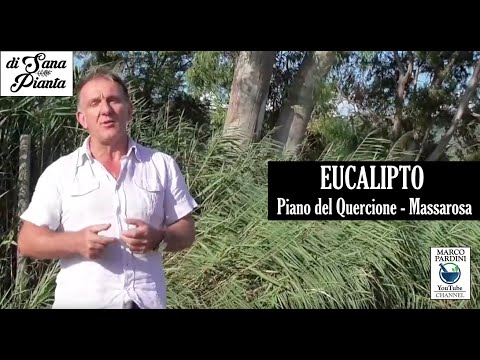 Video: Eucalyptus-M - Istruzioni Per L'uso, Prezzo, Losanghe