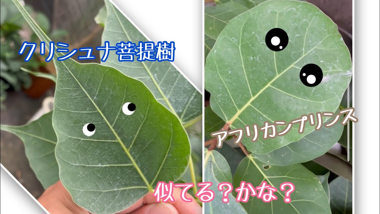 質問]クリシュナ菩提樹とアフリンプリンスって似てないですか？ - YouTube