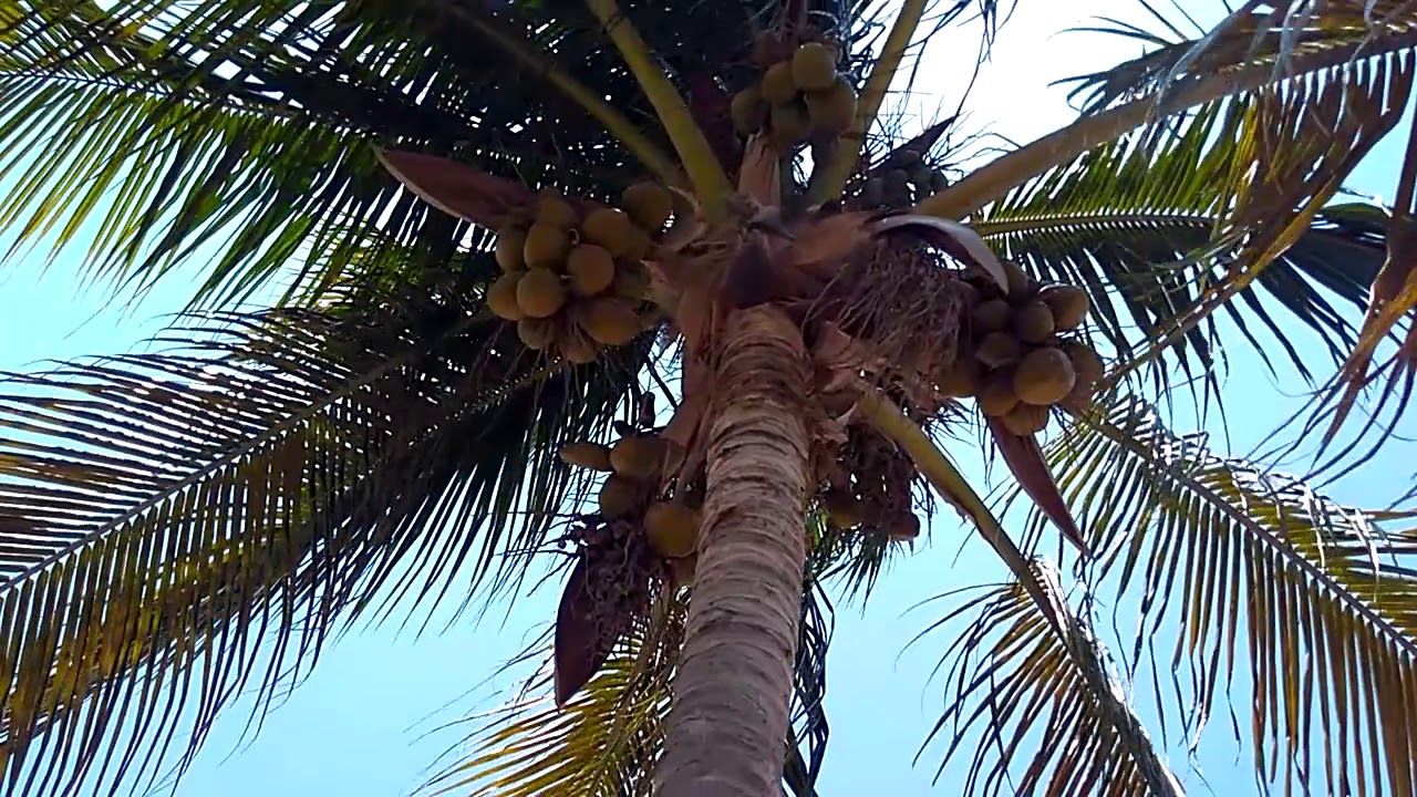 Bordes Cocos Y Palmeras