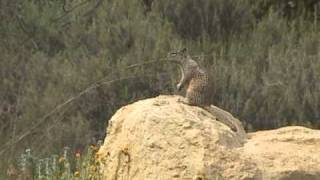 California Ground Squirrel Alarm Call 01.avi