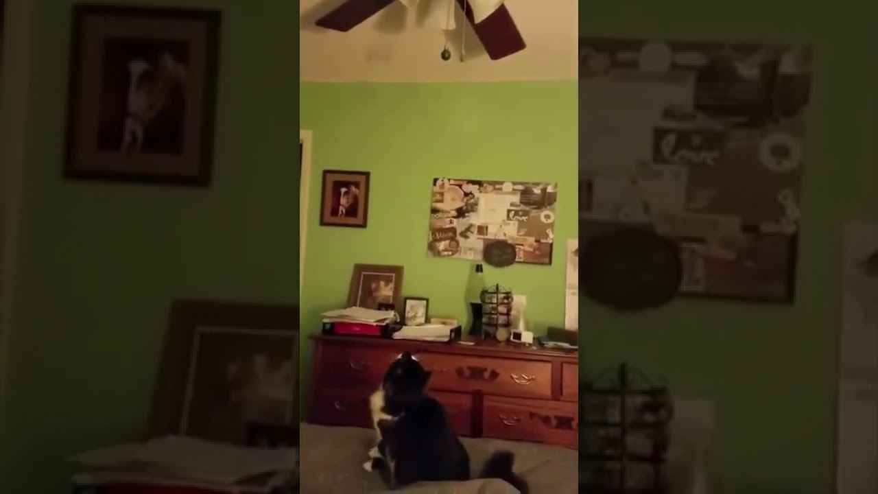 Funny Cute Cat Fan Jump Fail! 