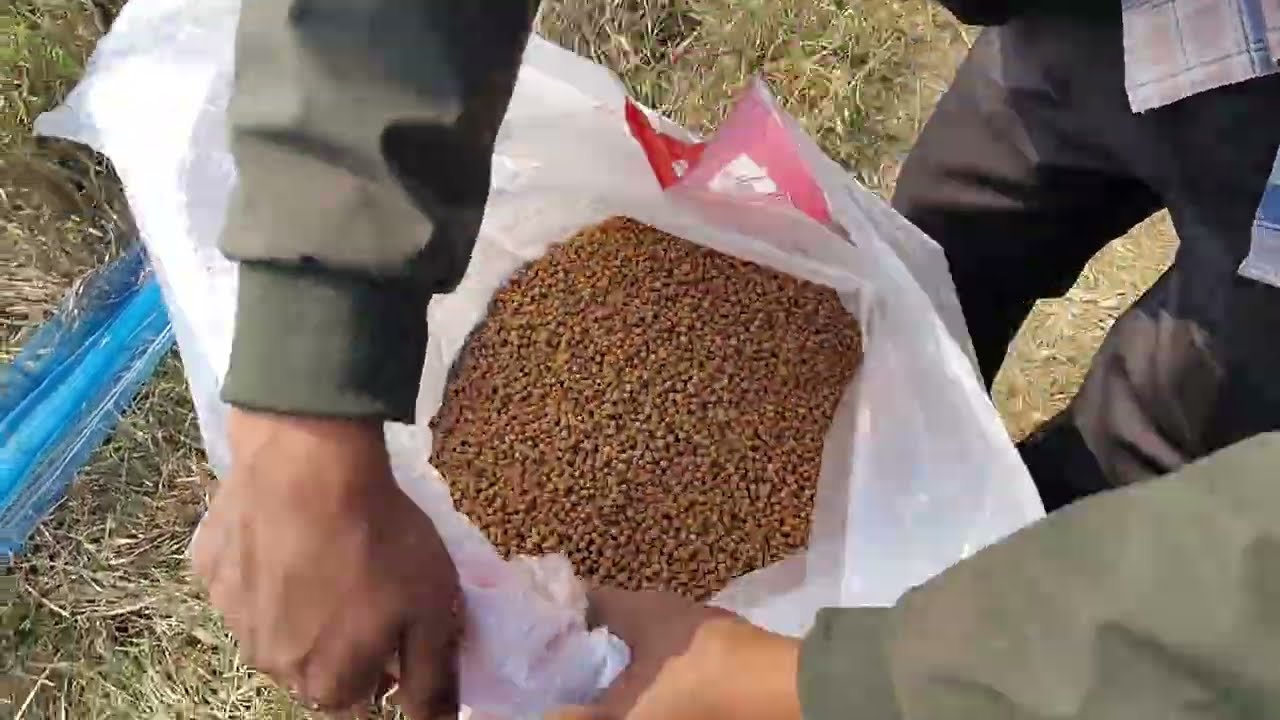   ठंडी में मछली को क्या खिलाएं। Fish feeding winter 