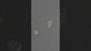 What Is Going On? Amoeba Run