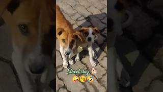 #comedy#funny🤪fannyvidio🤪#cute#dogs#virlshort#trending#dogshorts#streetdog#shortfeed#youtubeshorts