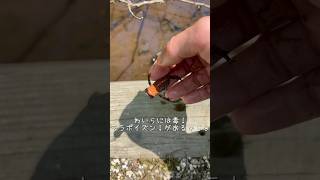 教えて！アカハライモリについて。#アカハライモリ#イモリウム#ペット