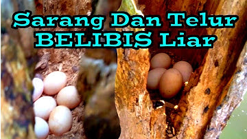 Beginilah sarang dan telur burung belibis liar di tengah empang atau tambak