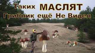 Пустынные Маслята все же Лучше чем Лесные. Сбор Грибов в Пустыне