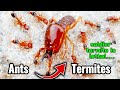 How Termites Act As &#39;Suicide Bombers&#39; To Defend Their Colonies | Ant vs Termite