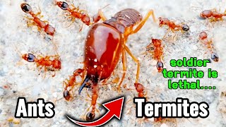 How Termites Act As &#39;Suicide Bombers&#39; To Defend Their Colonies | Ant vs Termite