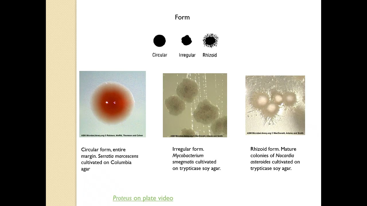 BIO 225 Cultural Characteristics of Microorganisms