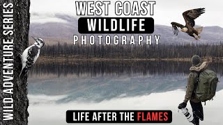 LIFE After the FLAMES | Wildlife Photography in Jasper’s Burned Wilderness Canon R3 RF 100–300mm LIFE After the FLAMES | Wildlife Photography in Jasper’s Burned Wilderness Canon R3 RF 100–300mm