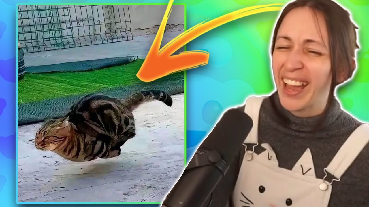 CATS.