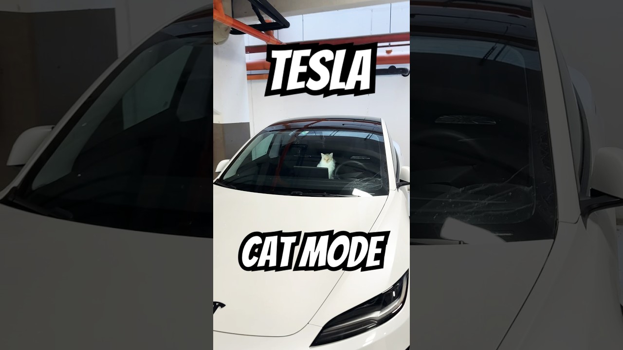 TESLA CAT MODE!!!! Finalmente anche i Gatti sono protagonisti e coccolati!
