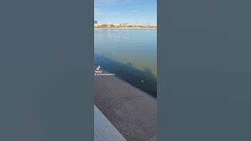 HUNDREDS DEAD in Tempe Arizona ☠️☠️☠️!! Mega Die Off #shorts #fishing #nature