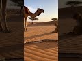 Wild Arena | Camel vs Lion – Ultimate Desert Showdown (8K Ultra Realistic)