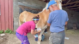 BELLE'S LEG IS NOT IMPROVING... The Vet is here to Help! #954