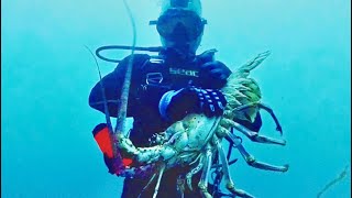 Huge Florida Lobster Catch – Monster Lobster Spearfishing & Diving”