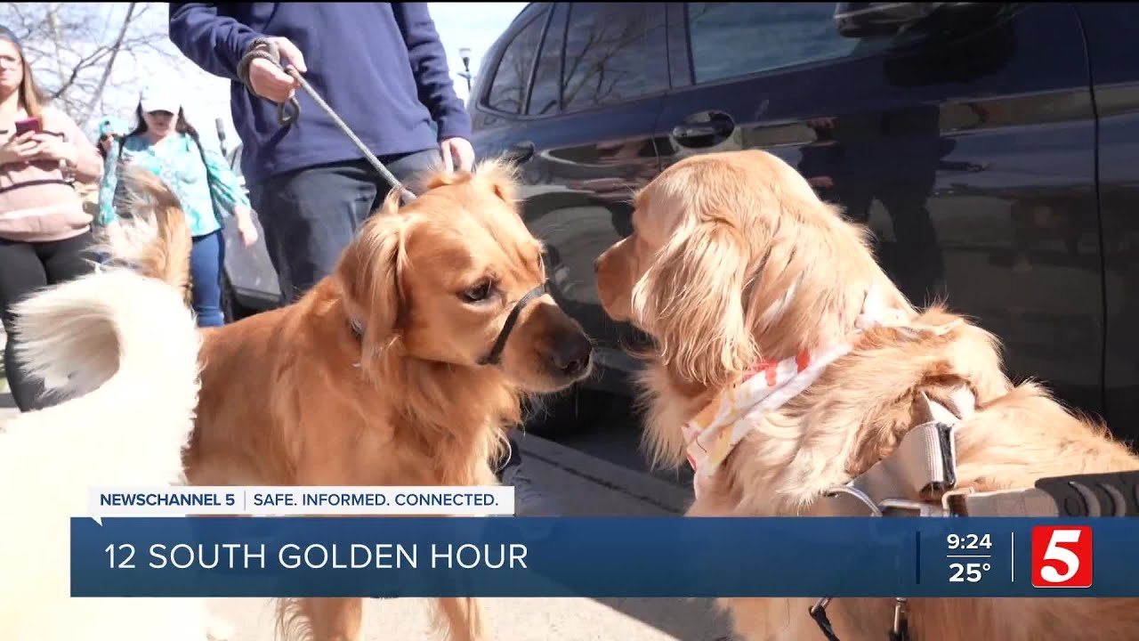 Golden retrievers have their own monthly meetup