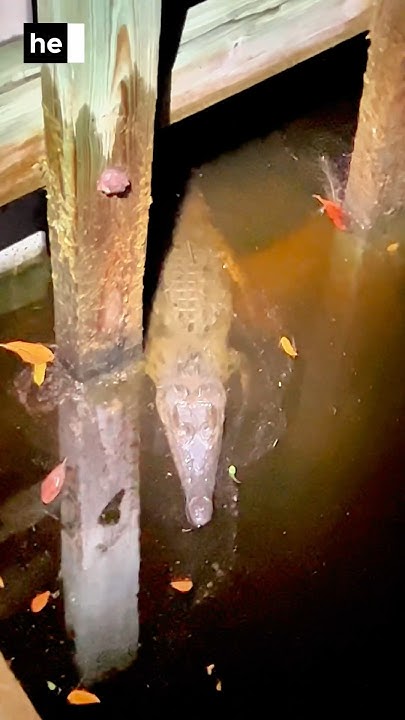 Wild Crocodiles & Alligators in FL only place in the world. #shorts #