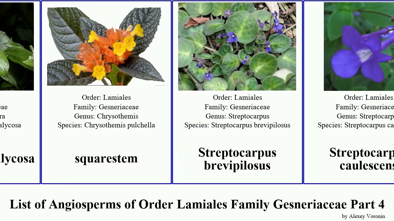 Gesneriaceae - Wikipedia