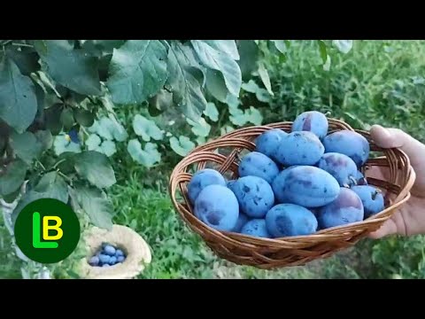 Video: Italijanska suva šljiva - Kako uzgajati drvo šljive