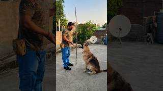German shepherd bruno Training 😘 #gsds #germanshepheard #dog #germanshepherd #shorts