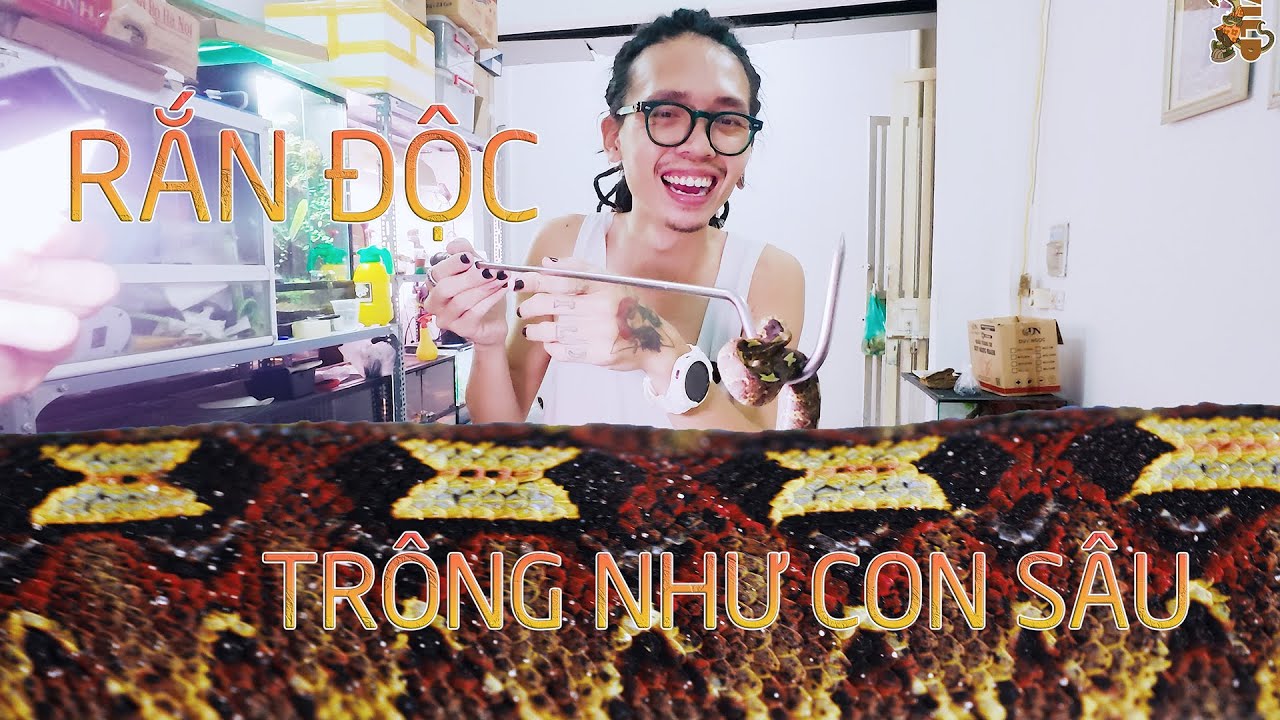 Loài rắn có cách di chuyển như con sâu - rhinoceros viper | WILDVN TV