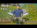 Why You Should Water your Vegetables Less | The Secret to Better Yields