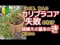 【カリブラコア花が咲かない】【原因と対処】後半は初心者さんへ鉢植えアドバイス・友人の花へのアドバイスが足りなかった！反省の考察