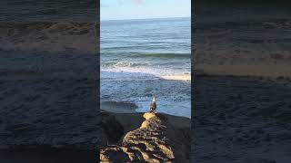 A Seagull's Dream Overlooking the Pacific #seagull #dream #pacific