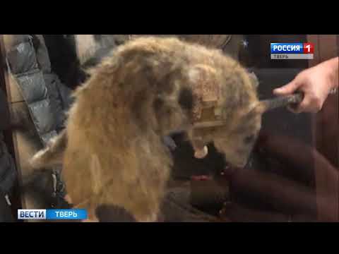 В Тверской области поймали гигантскую крысу