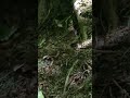 登山してたらリスがいた！