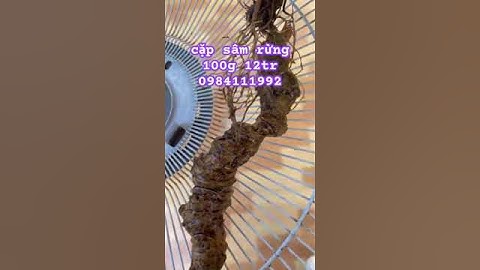 Cặp sâm rừng víp #sâm_ngọc_linh_rừng #sâm_lai_châu_rừng #sâm_ngọc_linh_rừng #sâm_ngọc_linh