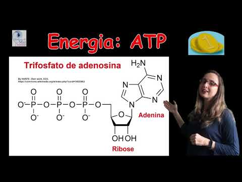 Vídeo: O destino do continente desaparecido ou - e então, para onde Daariya foi