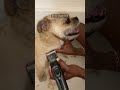 Flex Gets A Haircut | Dog Vlog