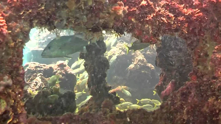 Information on scuba diving in Barbados - Part One