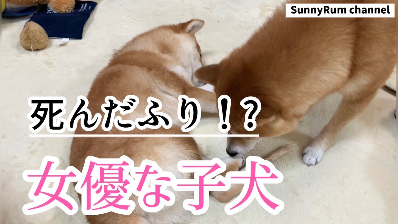 死んだふりする女優な子犬 豆柴ラムちゃん 29 Youtube