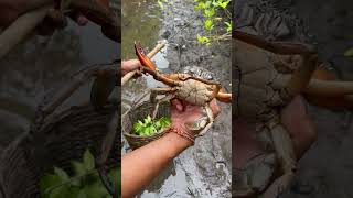 Catching Crab Near Mangrove forest After Water Low Tide |  BONG VATH | fishinglife seafood