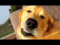 Cute Silly Dogs Bloopers & Reactions  | Funny Pet Videos