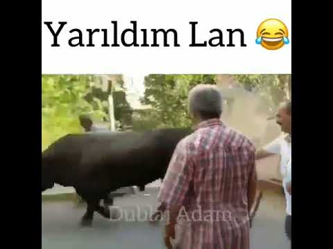 Komik videolar Kurban bayramı  komedileri