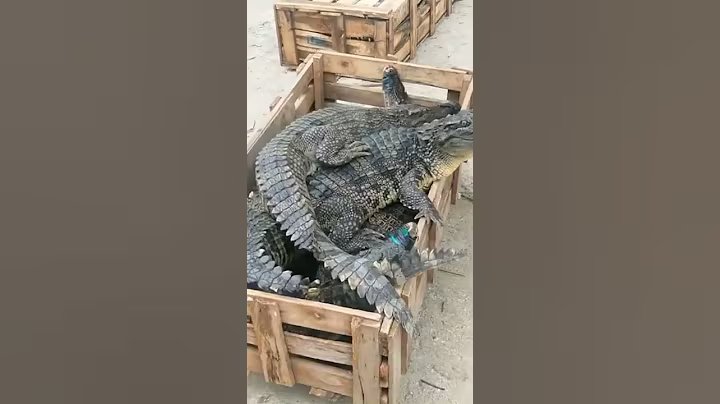 Crocodile Farm  Feeding Crocodile Farm #260