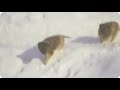 Везунчики)) двум щенкам повезло, они не замерзли в степи! Теперь живут на буровой.