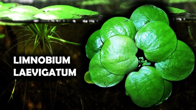 Limnobium laevigatum plante flottante aquarium aquadesigner Amano